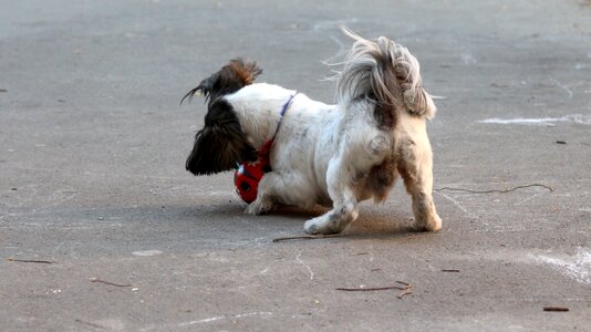 Pet white black photo