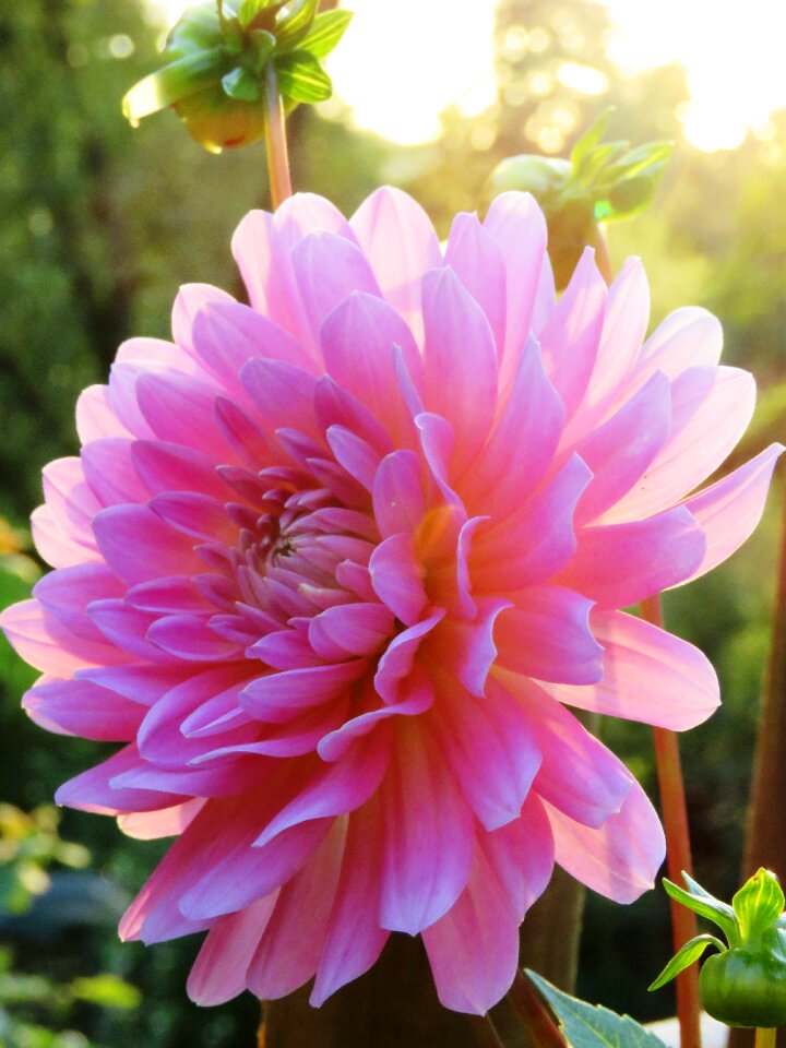 Bloom flower garden summer
