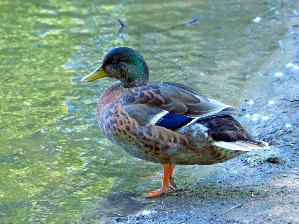 Water bird pond lake