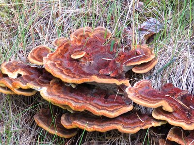 Mushroom fungi wilderness