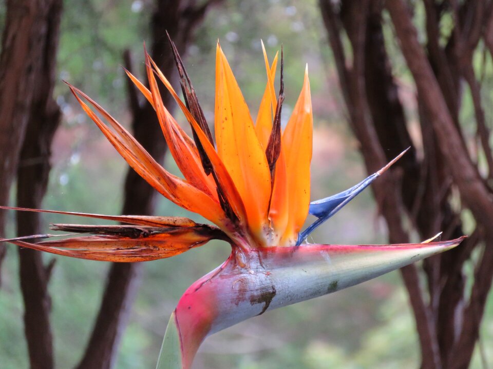 Parrot plant strelitzia orchids caudata