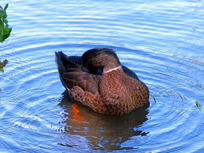 Water nature bird photo