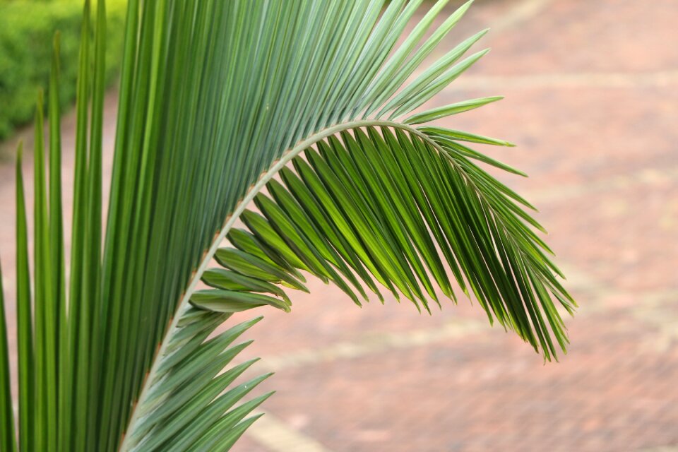 Leaf glossy dark green tip