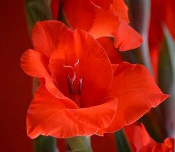 Blossom bloom red