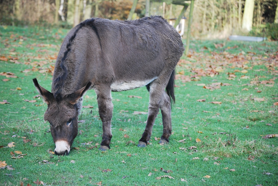 Nature meadow animal