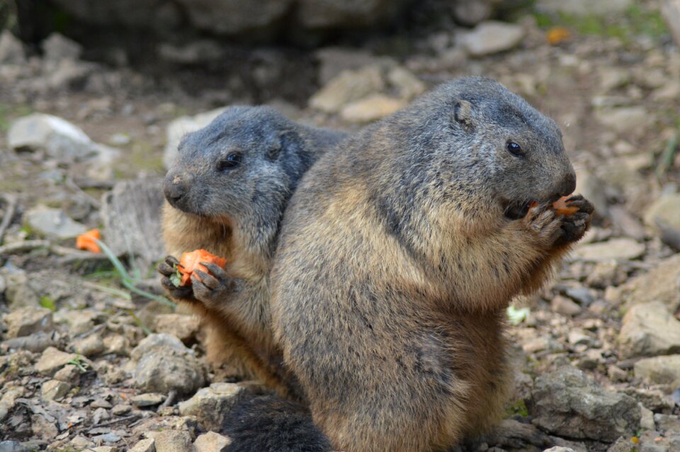 Belgium marmots animal