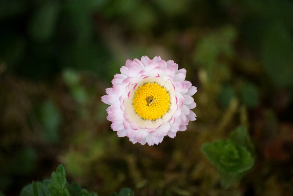 Pollen spring garden