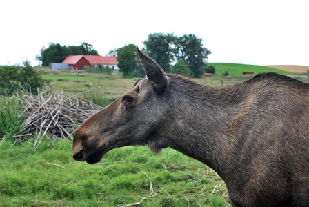 Mammal elk