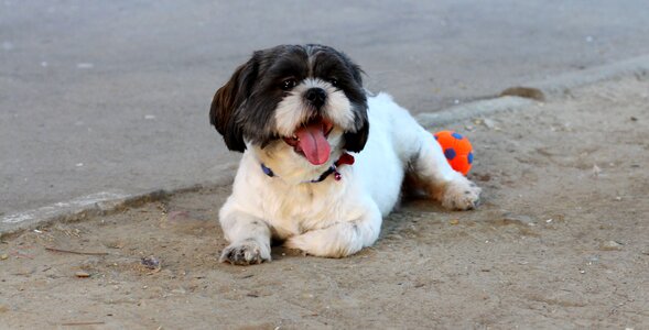 Pet white black photo