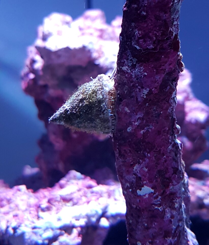 Shell saltwater aquarium water