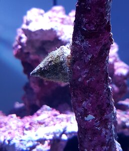 Shell saltwater aquarium water