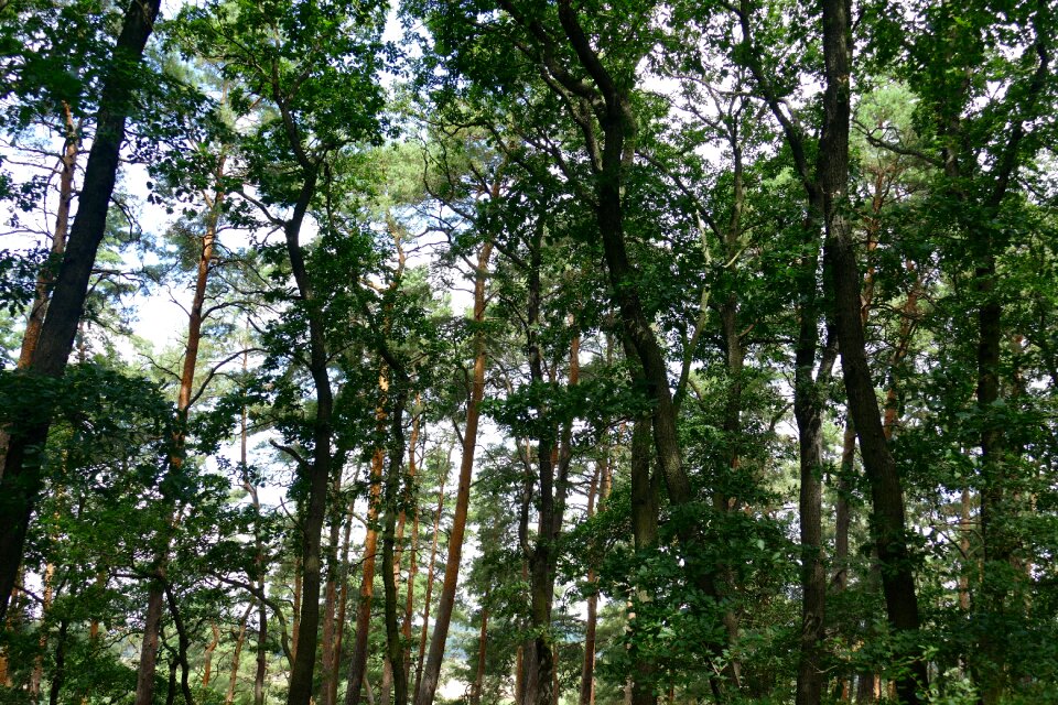 Idyllic impressions trees