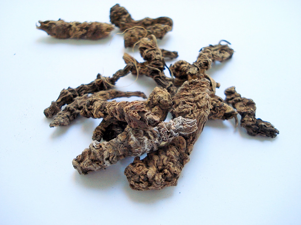 Valerian root valerian Free photos