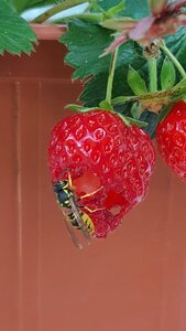 Fruit nature animal