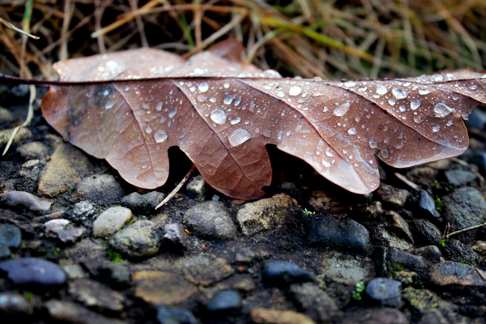 Brown stones leaves