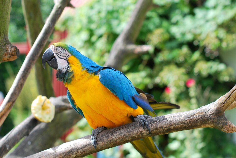 Animal feather tropical