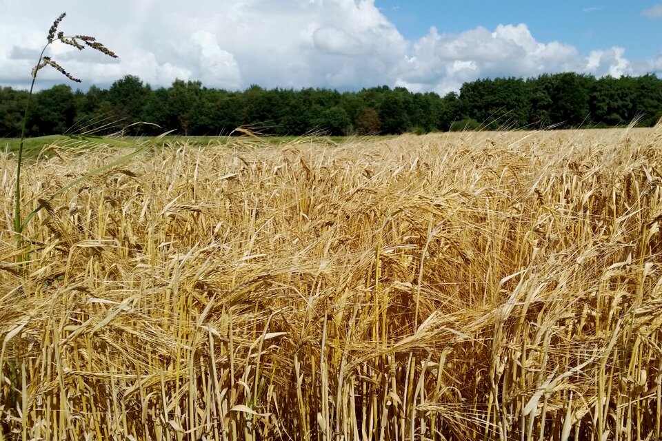 Field nature harvest