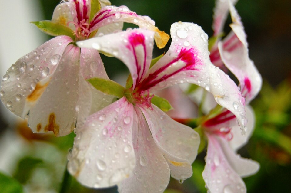 Water flowers drop of water