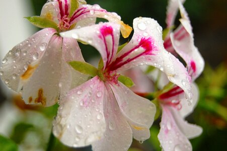 Water flowers drop of water photo