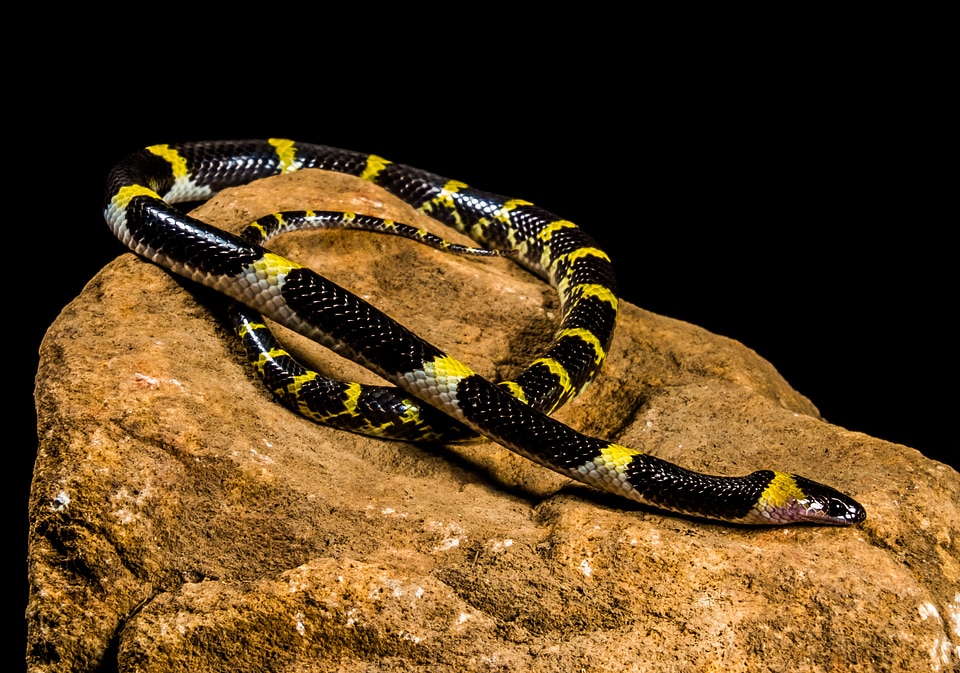 Black yellow non toxic reptile