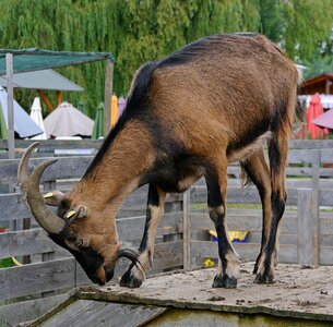 Goat animal horns photo