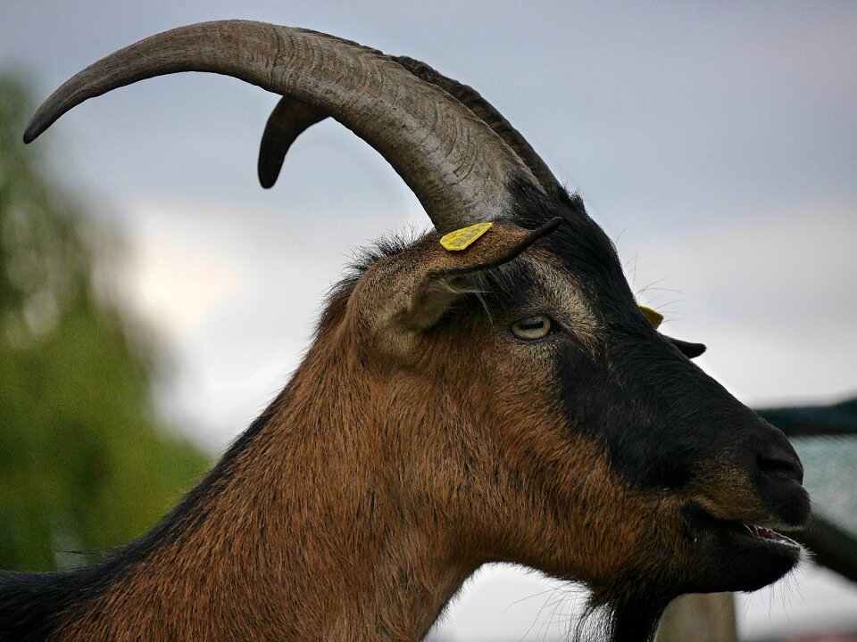 Animal goat horned