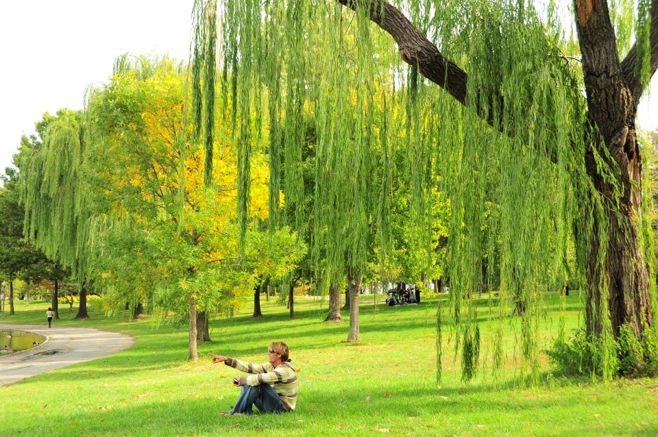 Outdoor peaceful meadow