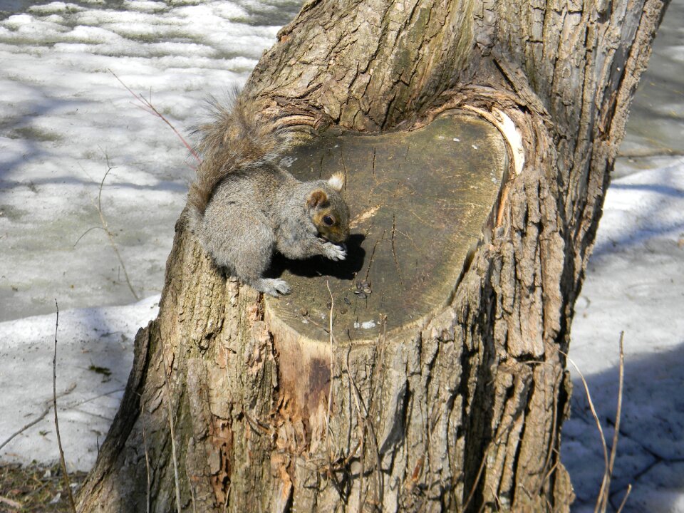 Tree cute curious