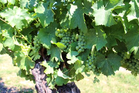 Vineyard fruit alcohol photo