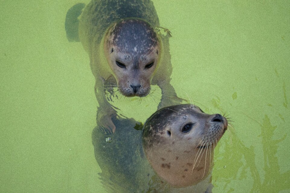 Meeresbewohner mammal robbe
