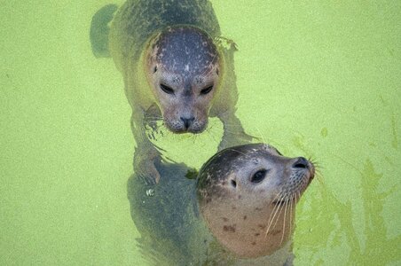 Meeresbewohner mammal robbe