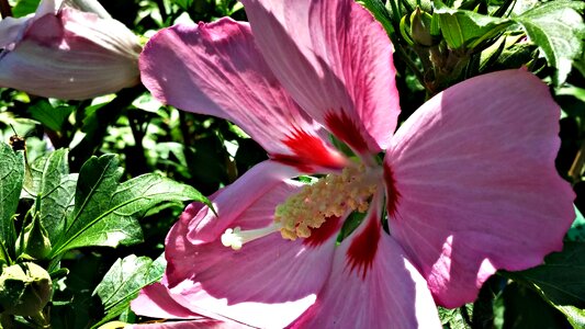 Hibiscus perennial garden photo