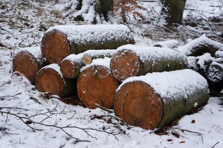Natural logging snow photo