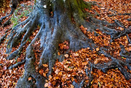 Wood nature leaves photo