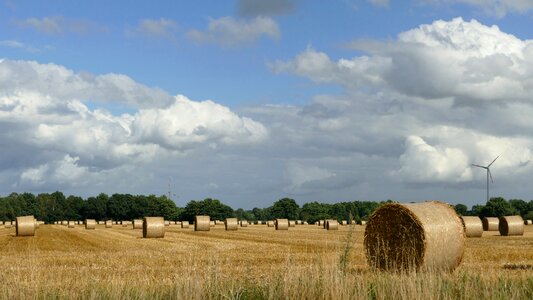 Dried grass agriculture straw bales photo