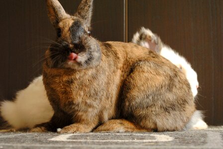 Rabbit strawberry language