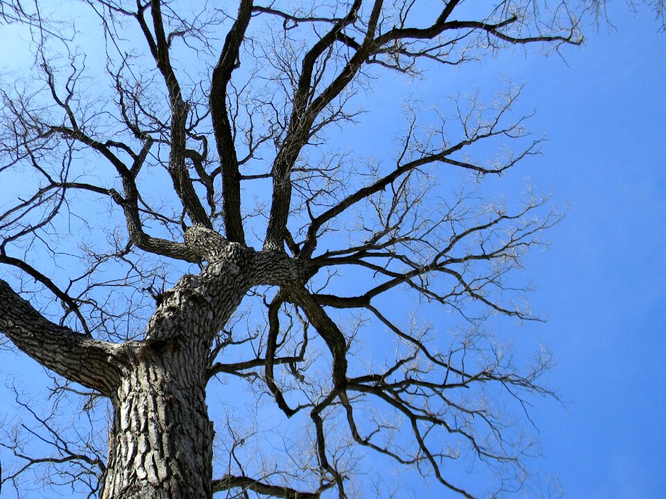 Altitude branch trunk