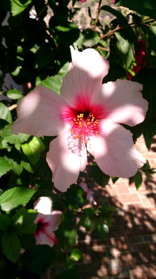 Spring pale pink