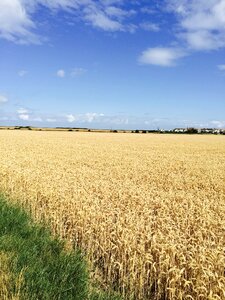 Rapeseed blue sky