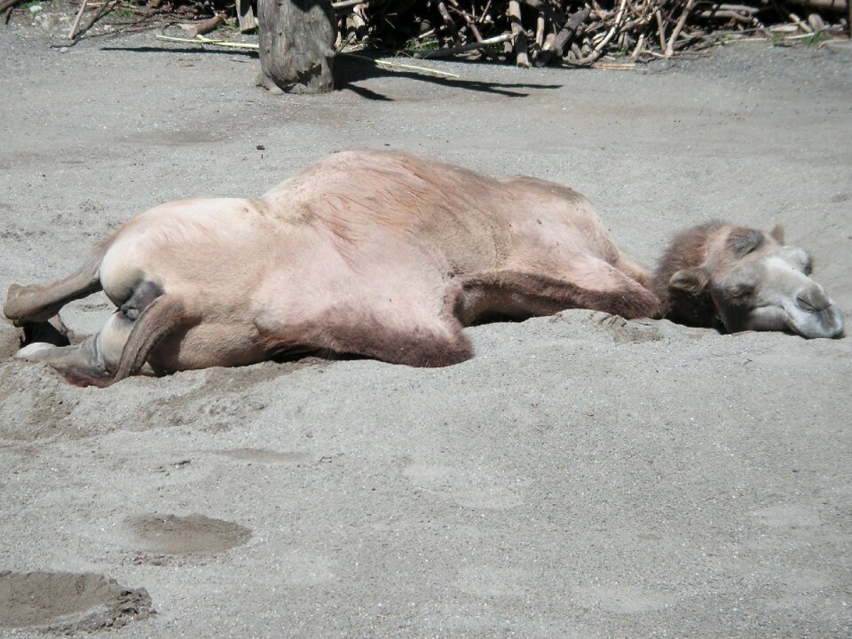 Animal mammal livestock