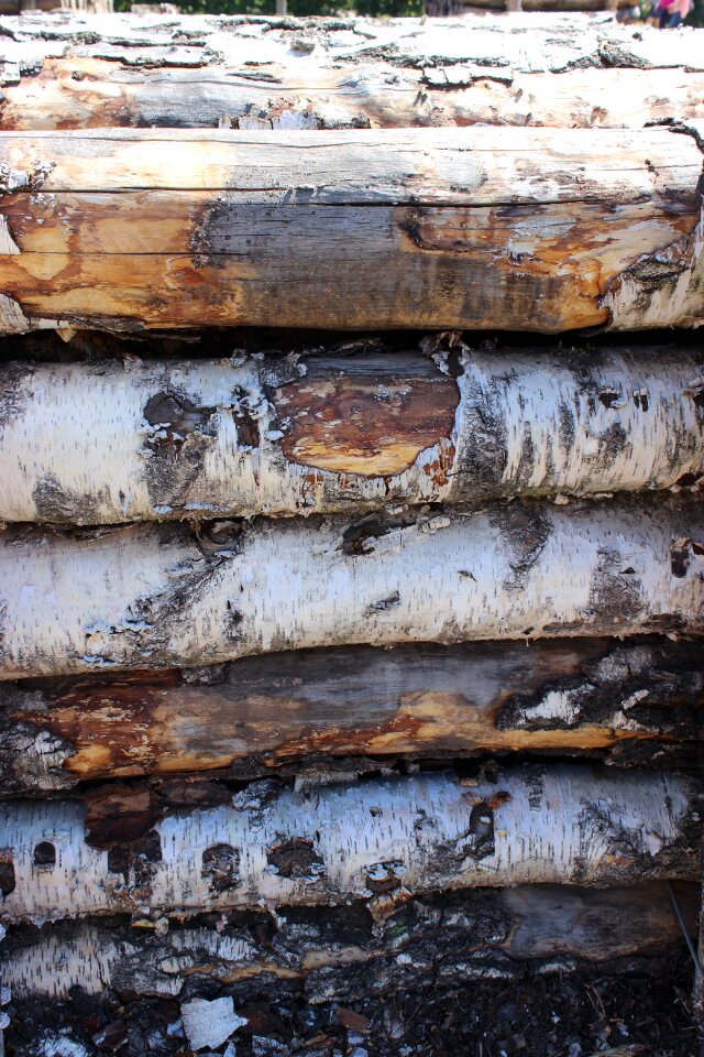 Bark tree tree trunks