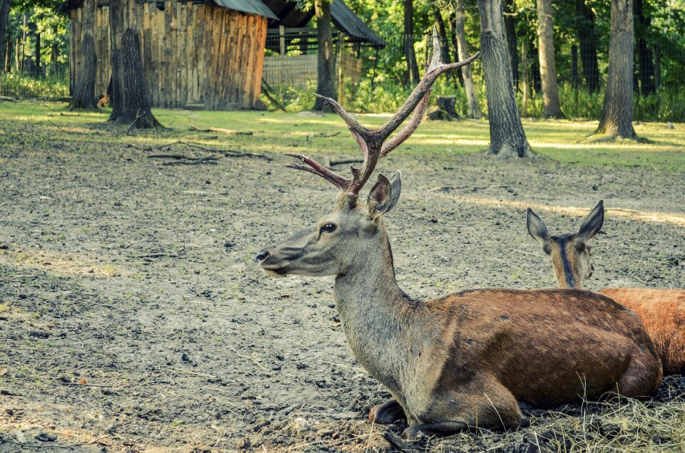 Nature animal antler