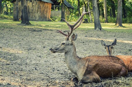 Nature animal antler