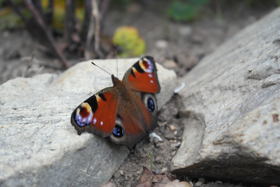 Butterfly insect wings