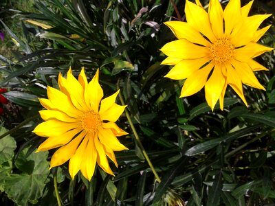 Gazania flower yellow photo