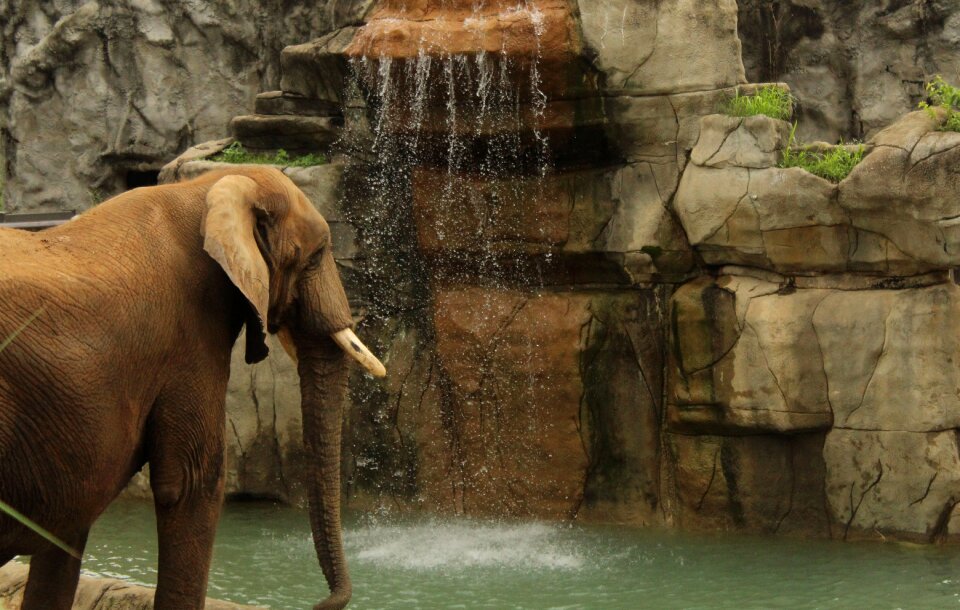 Trunk brown waterfall