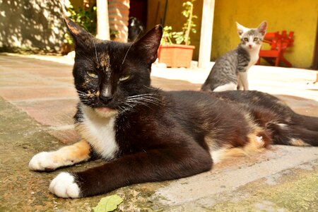 Animal gata animals