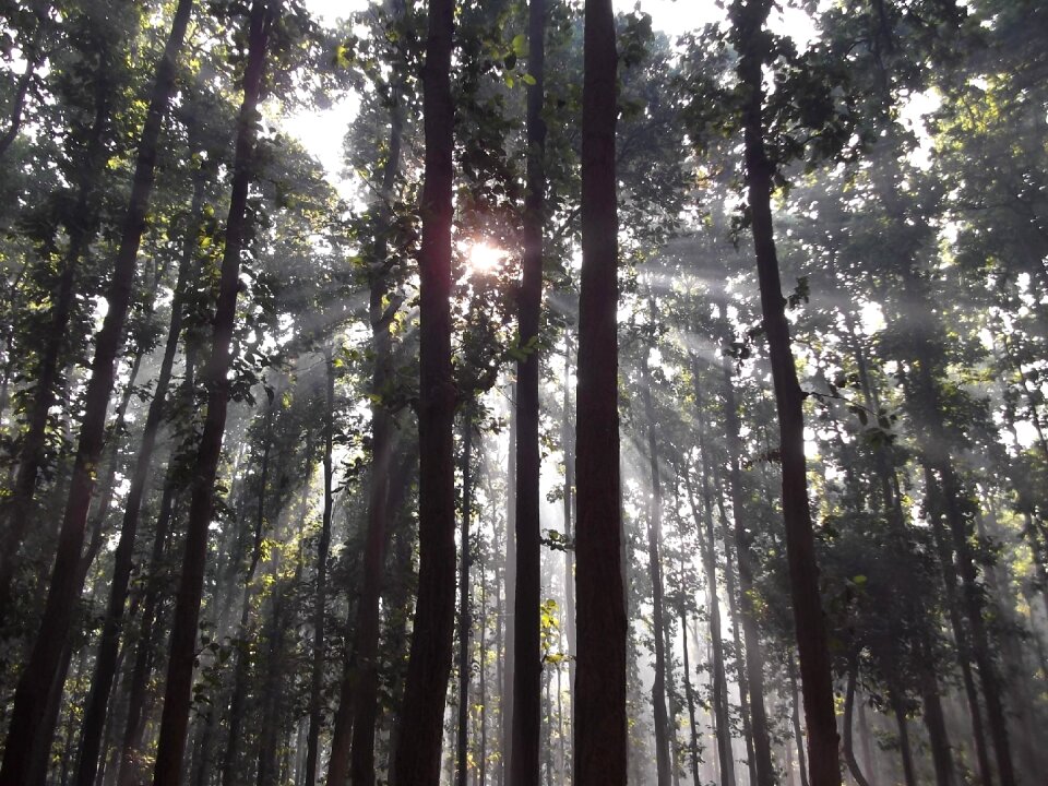 Tree backlit silhouette