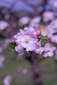 Bloom pink flowers