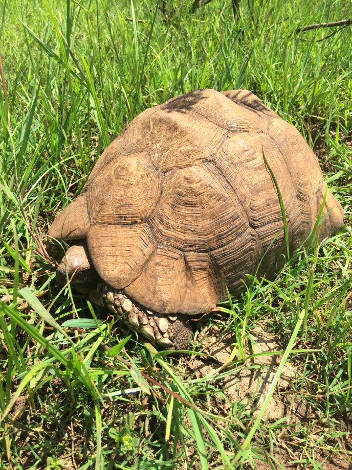 Africa animal reptile